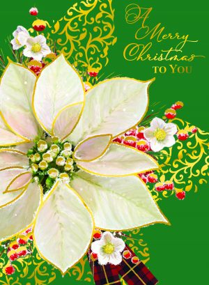 White Poinsettia